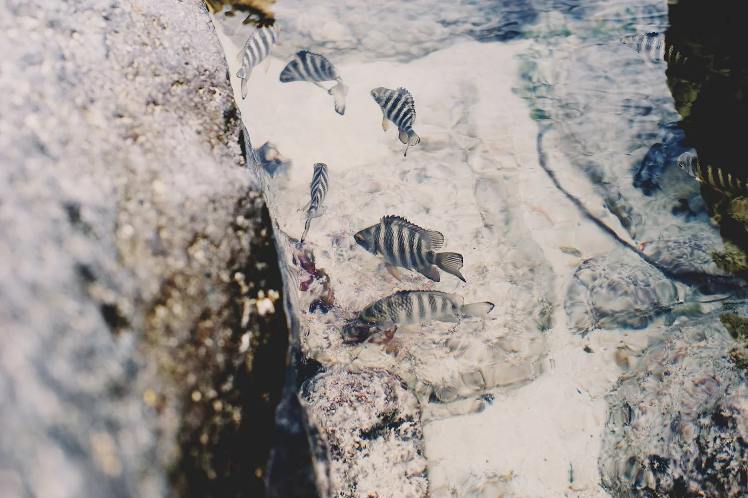 zebra fish clear water Rarotonga cook islands
