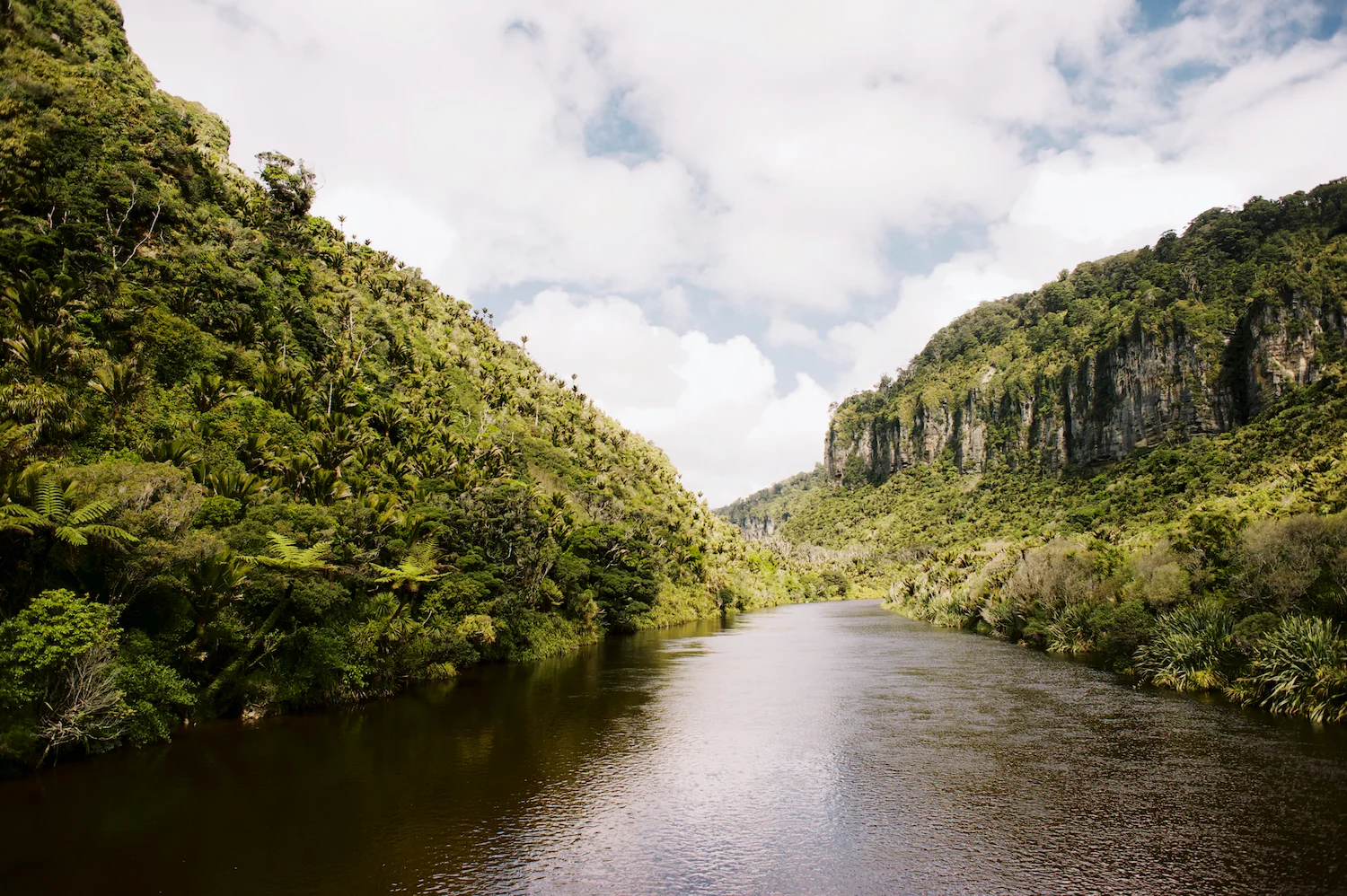 tropical river punakaiki South Island New Zealand