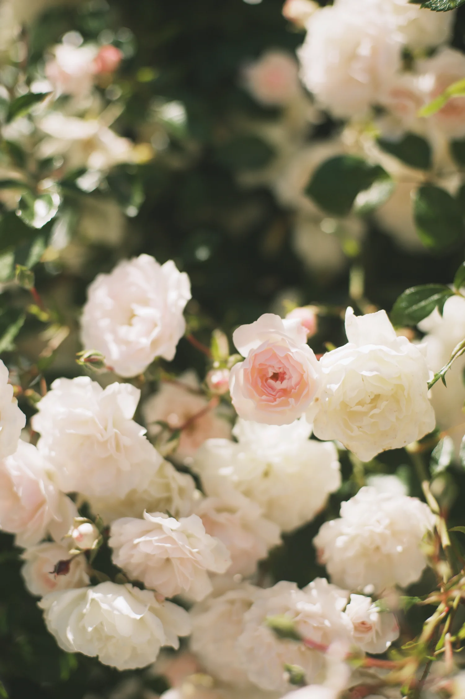 beautiful classic English roses in Christchurch New Zealand
