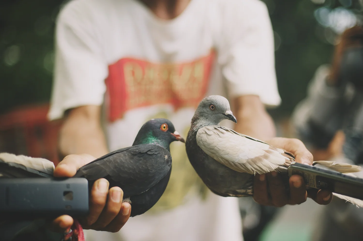 Carrier pigeons mobile phones jakarta indonesia