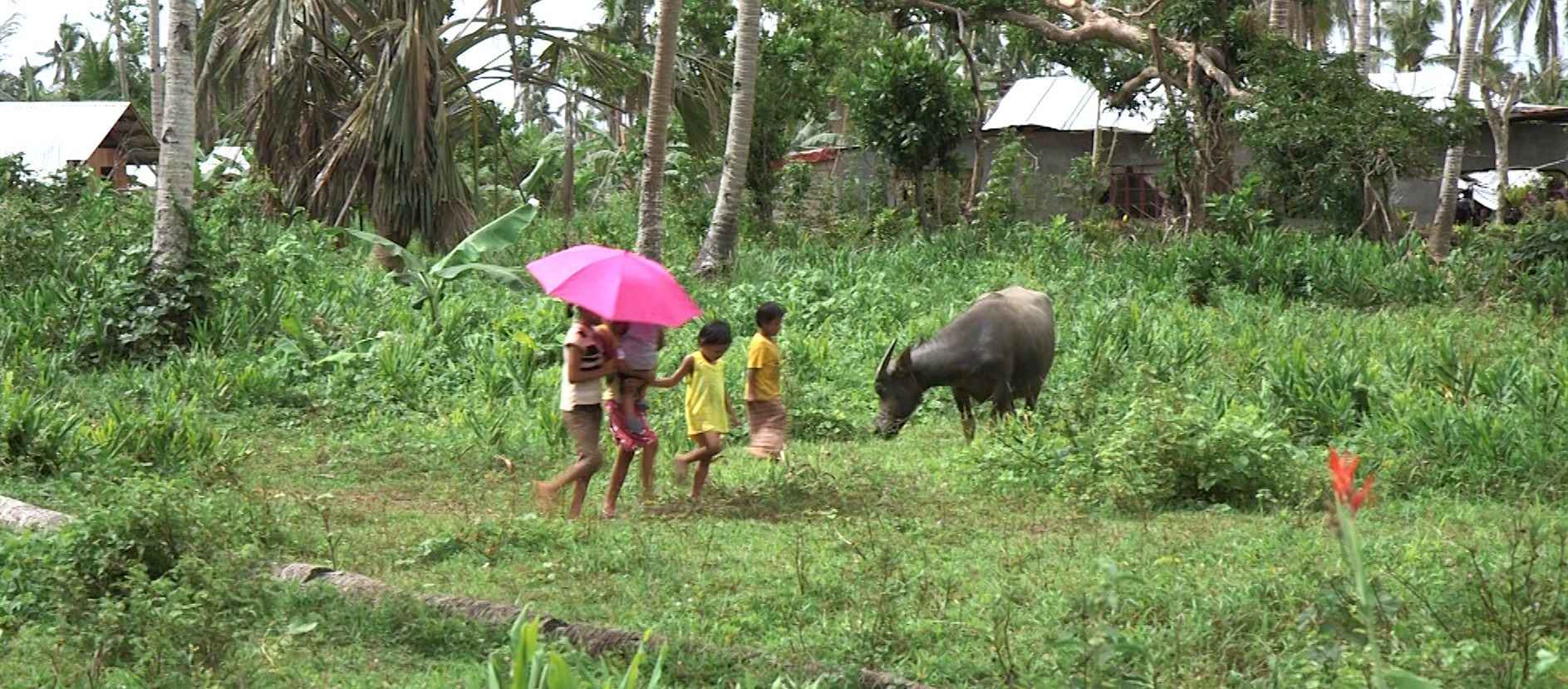 kids and bufflao.mov.00_00_00_00.Still002.png