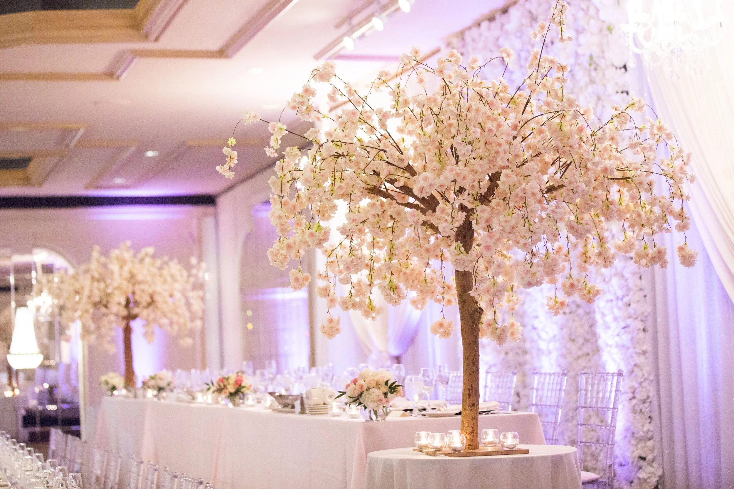 Cherry Blossom Tree.jpg