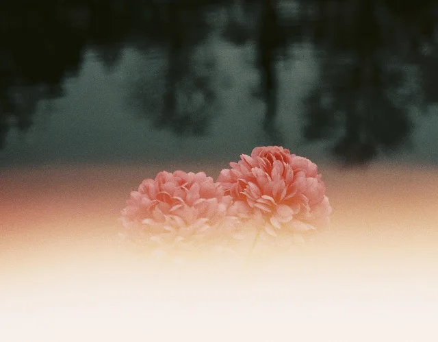  PHOTOGRAPHY // LEYLA COLLIS 