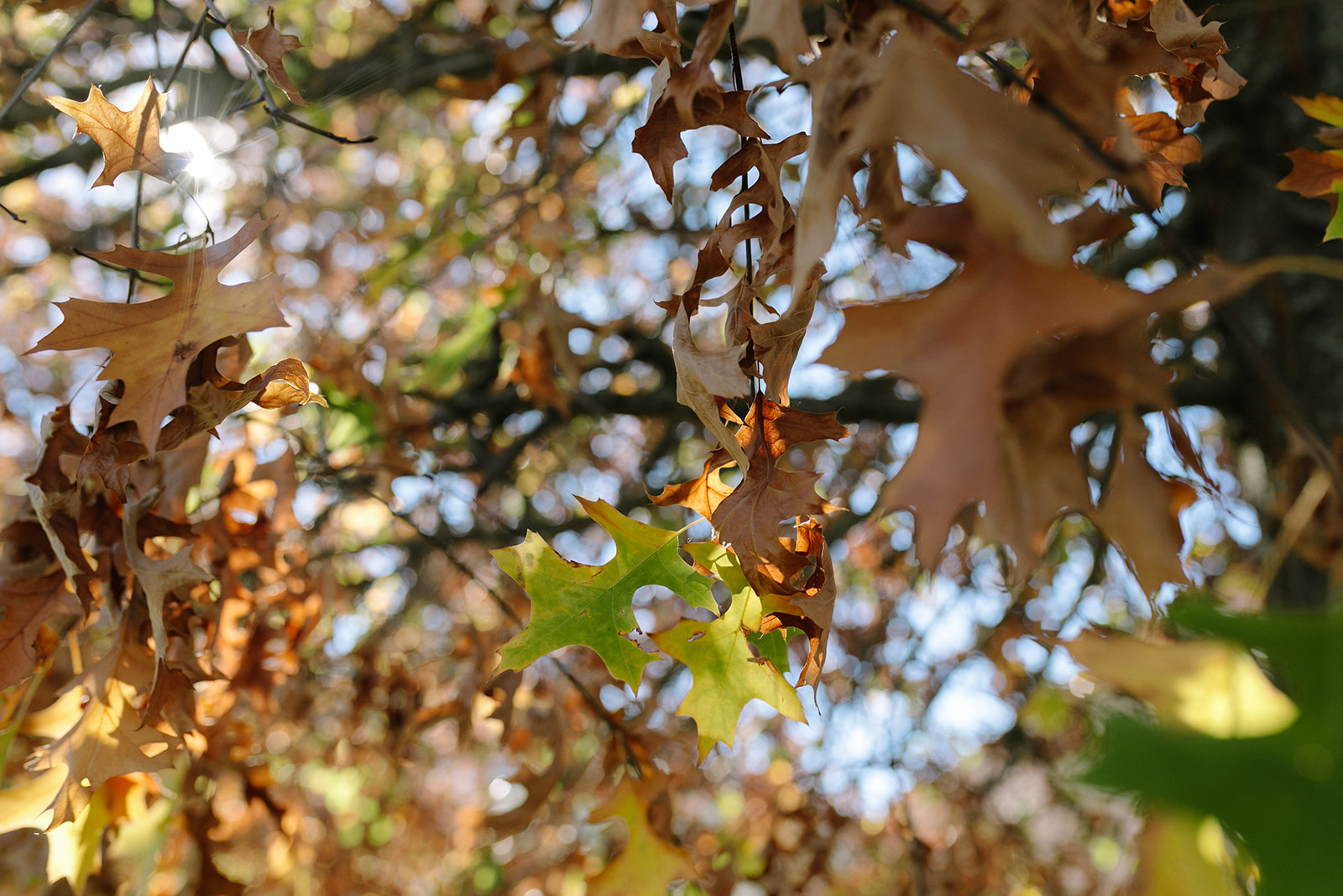 KOA PHOTOGRAPHY_KATIE+JUSTIN-9966.jpg
