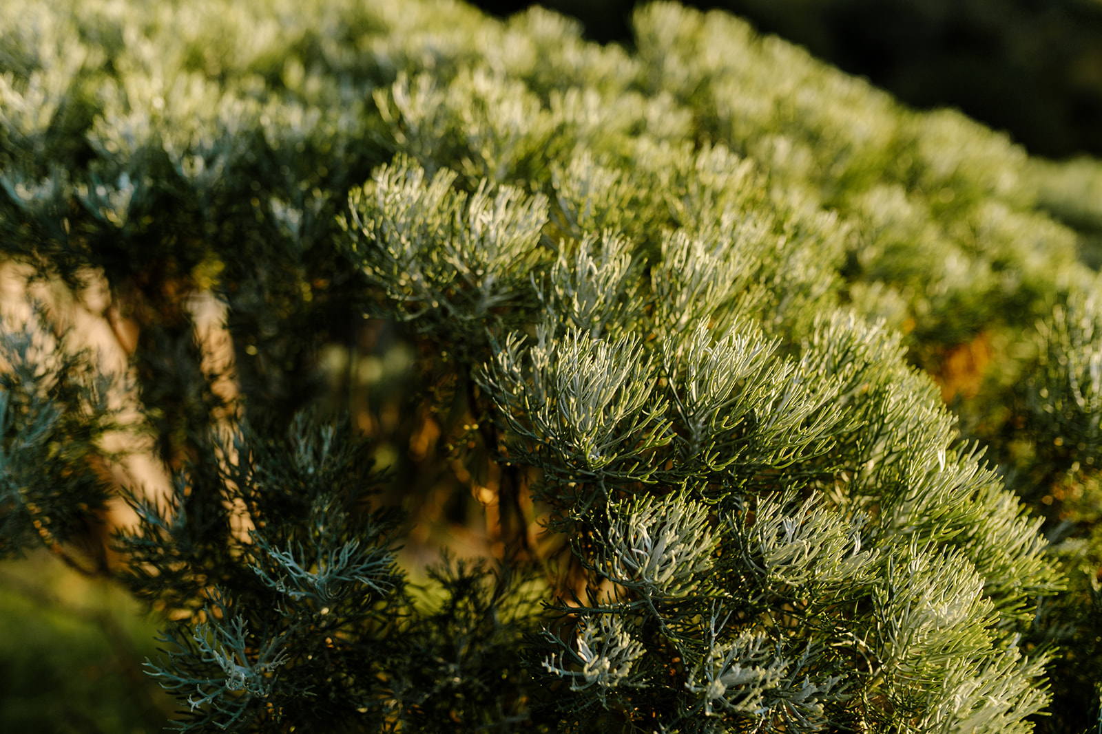 KOAPHOTOGRAPHY_ERIN+ROB-1125.jpg