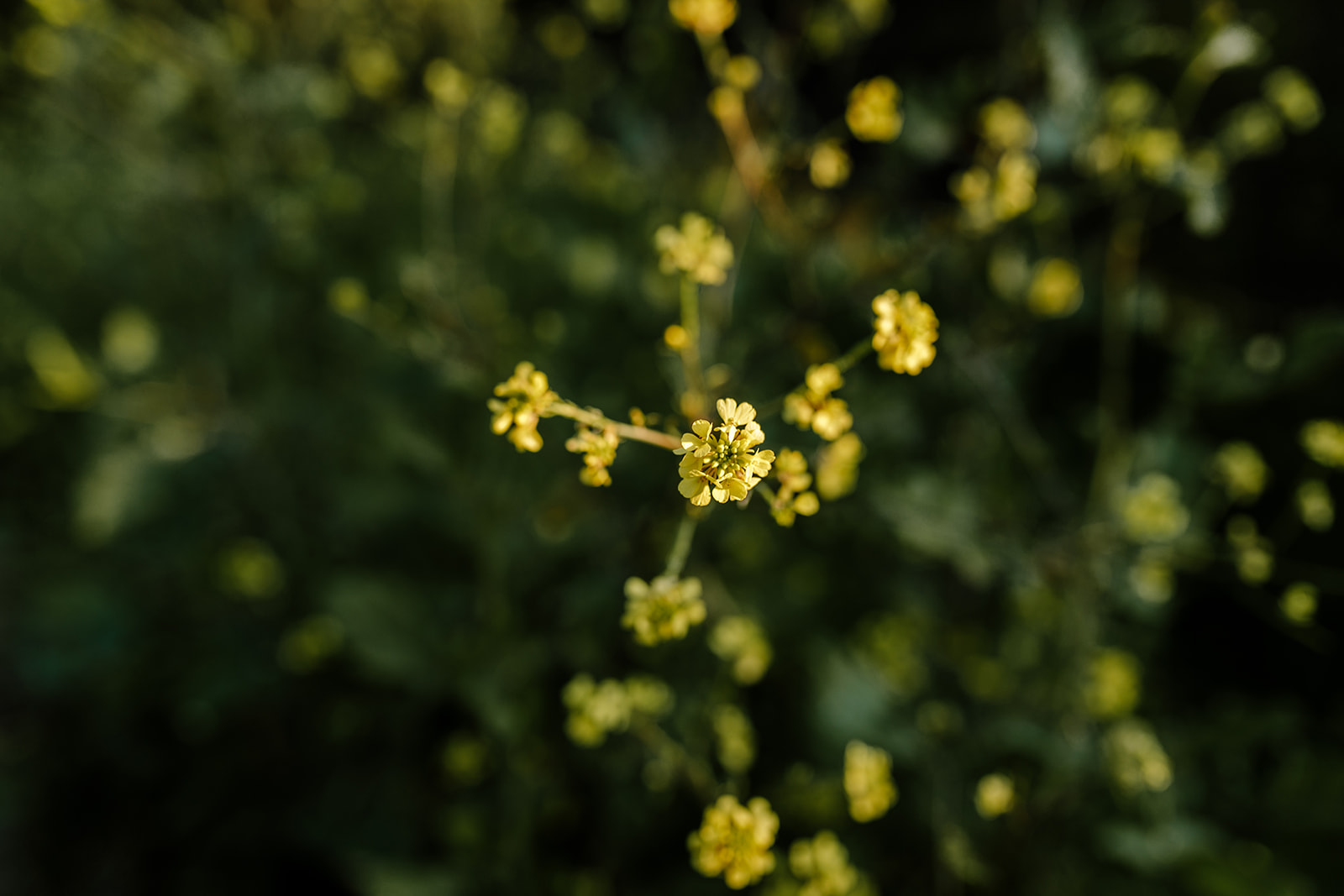 KOAPHOTOGRAPHY_ERIN+ROB-1123.jpg