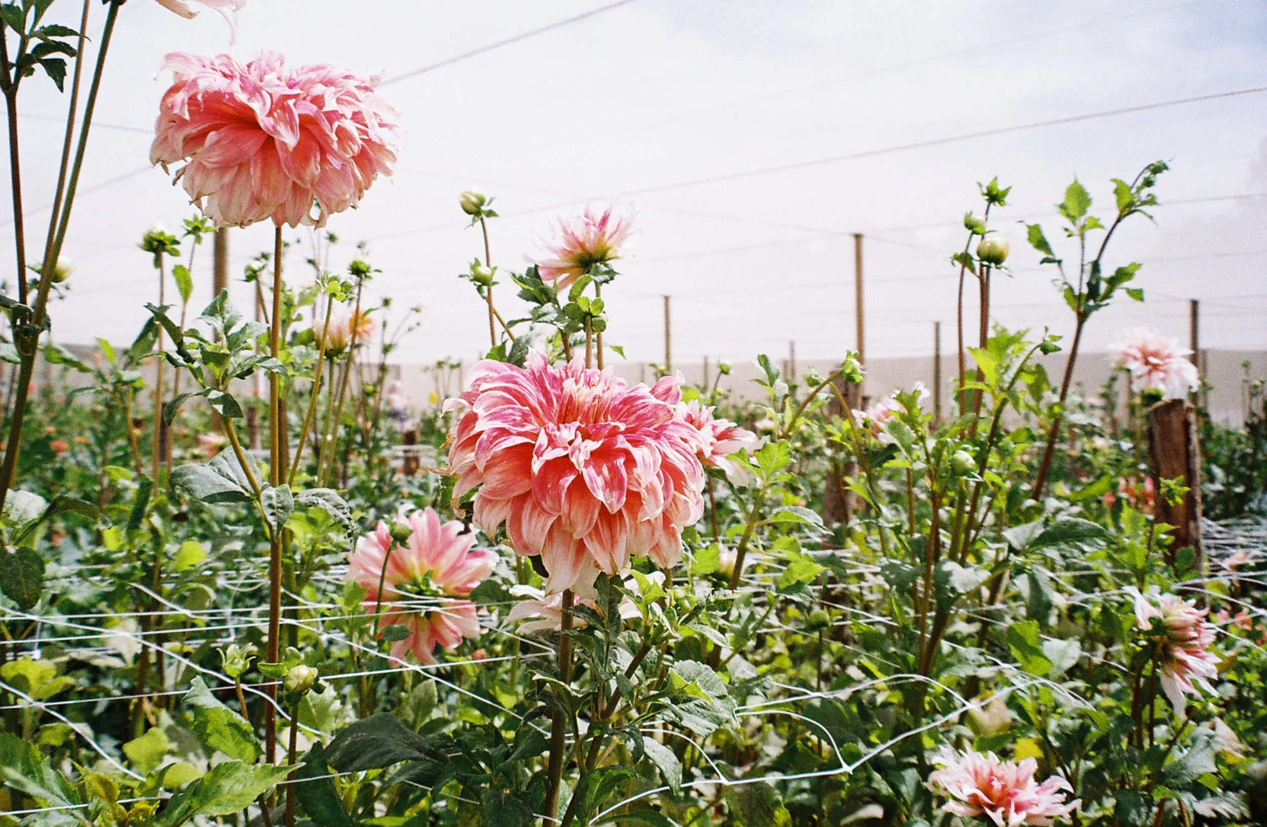 R1-09736-030A.JPG