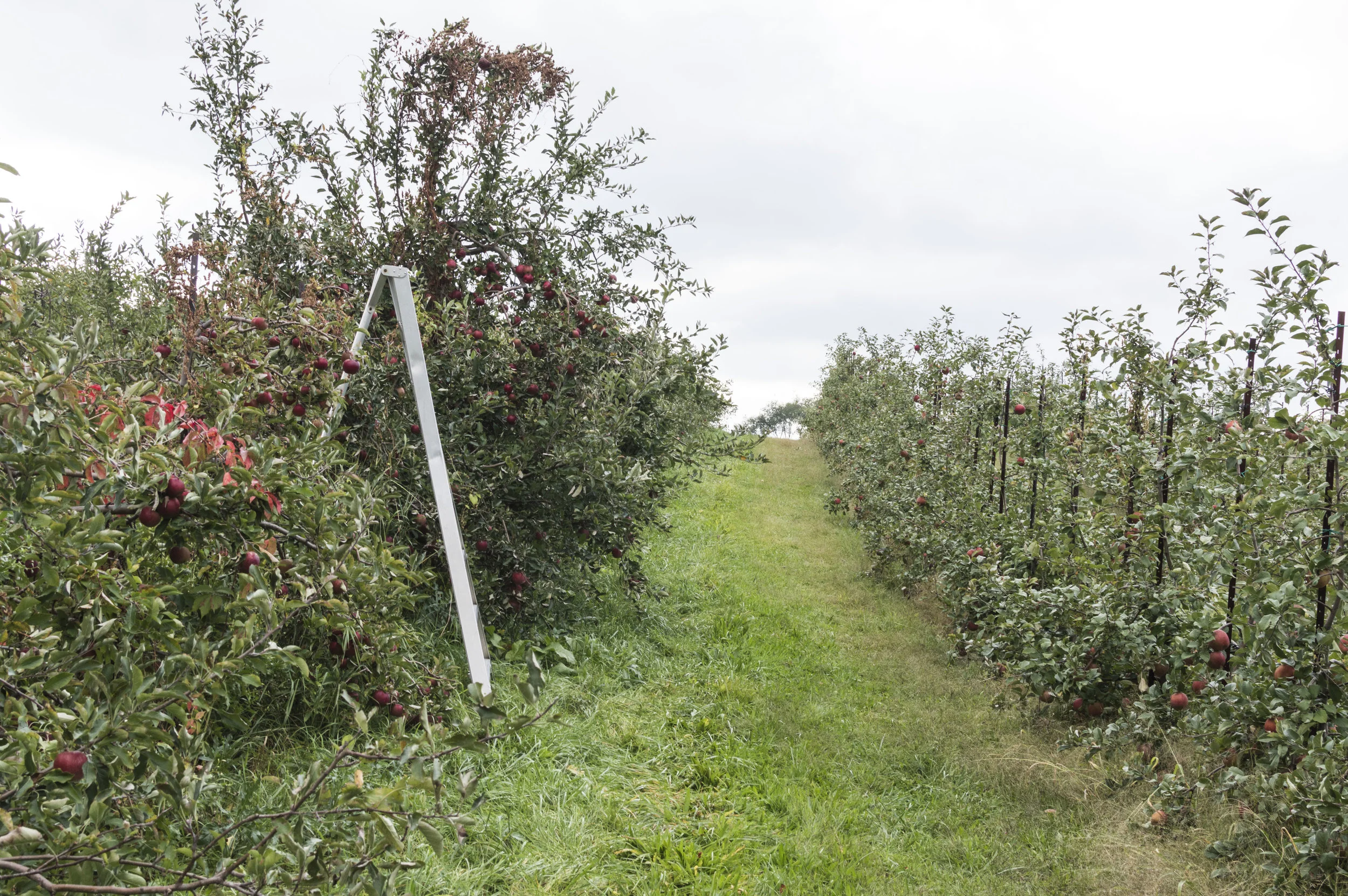 applepicking_22.jpg