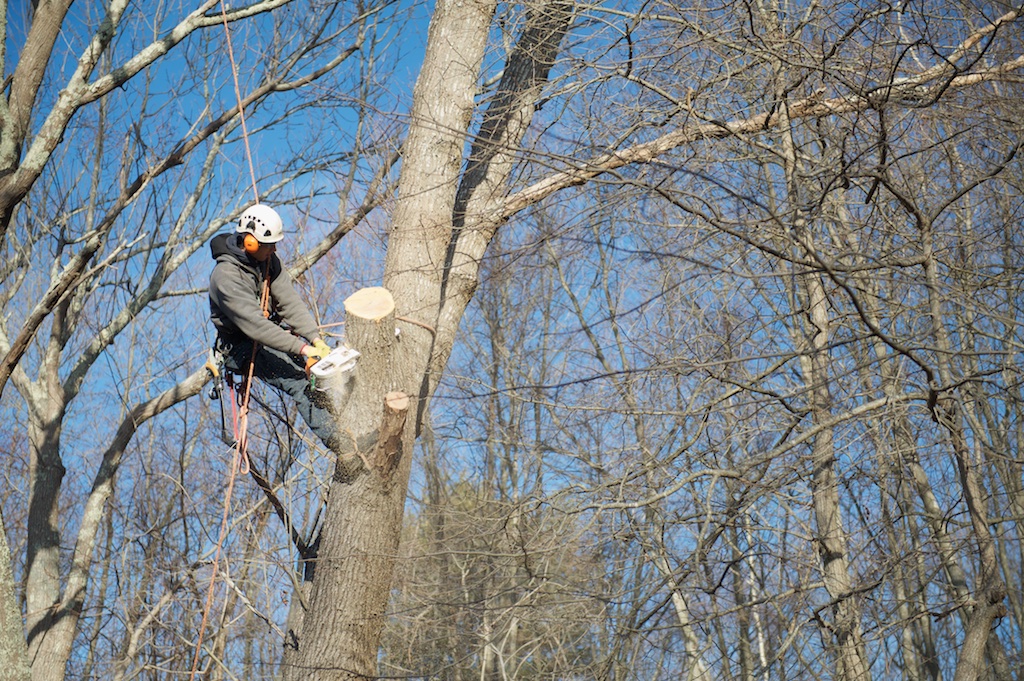 pruning.jpg