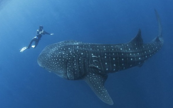 Donsol Whale Shark 2.jpg
