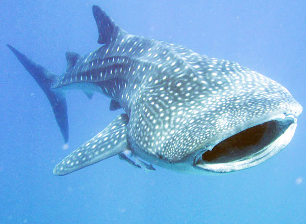 Donsol Whale Shark 4.jpg