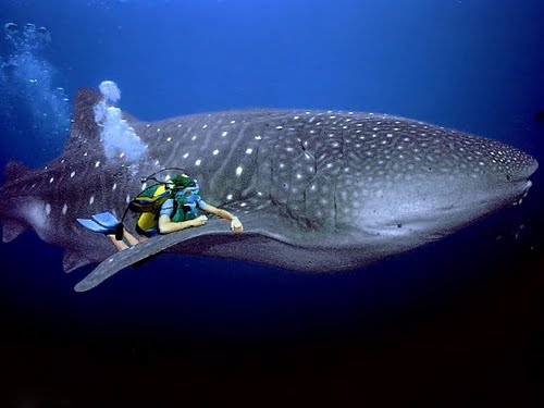 Donsol Whale Shark 1.jpg