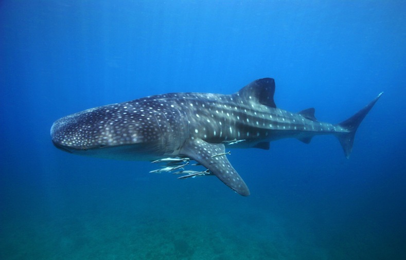 Donsol Whale Shark 3.jpg