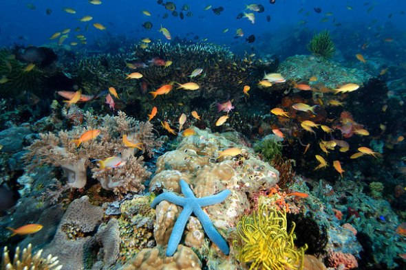 Apo Island 1.jpg