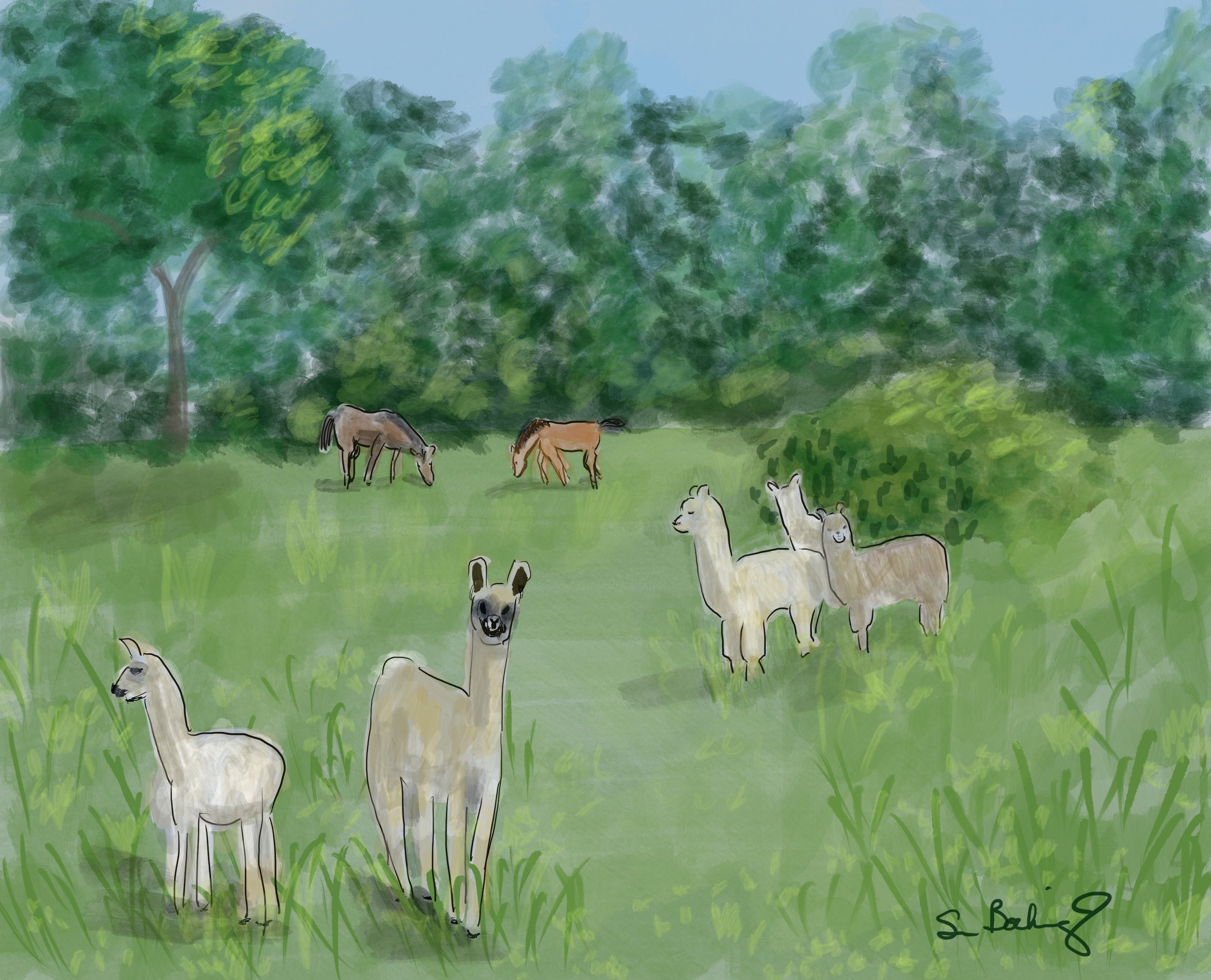 Llamas, Horses, and I Forget What They Are Called, Oh My!