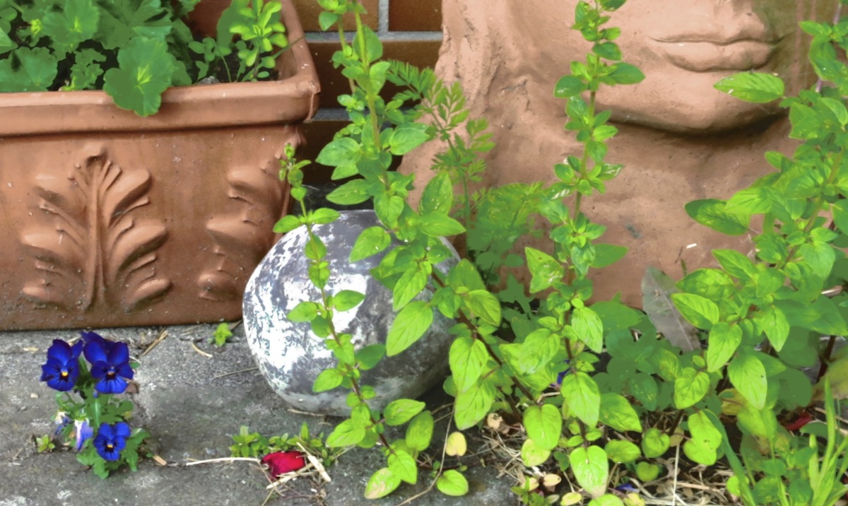 budda-flower.jpg