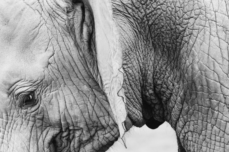 We love you elephants, but we don't want your skin (thanks)