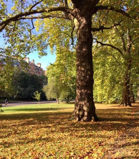 ‘Life starts all over again when it gets crisp in the fall.’ - F. Scott Fitzgerald