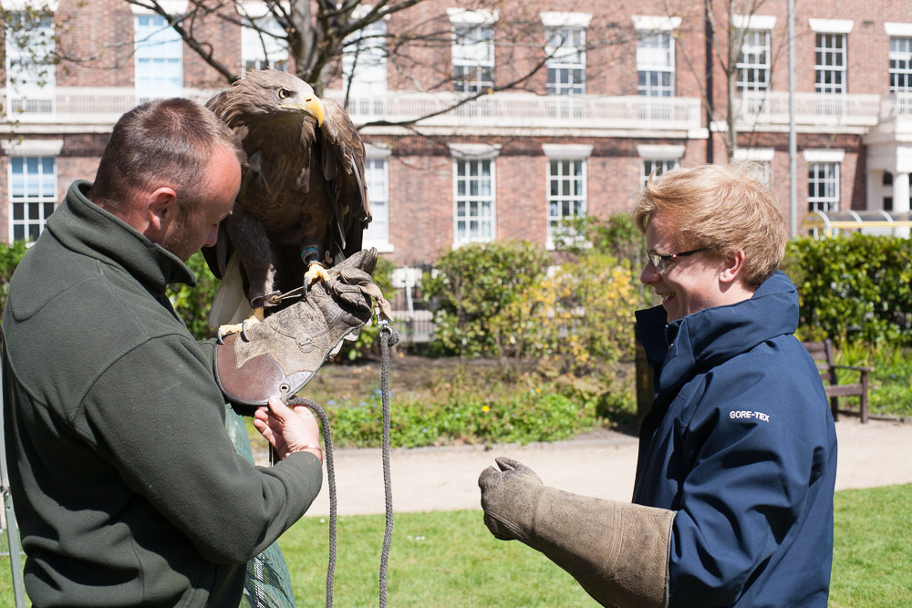 Falconry