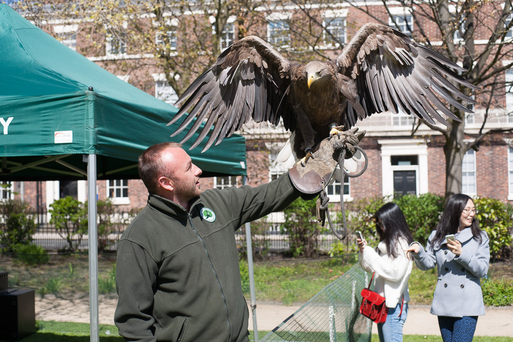 Falconry