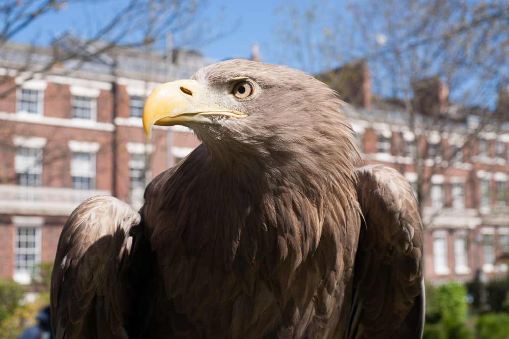 Falconry