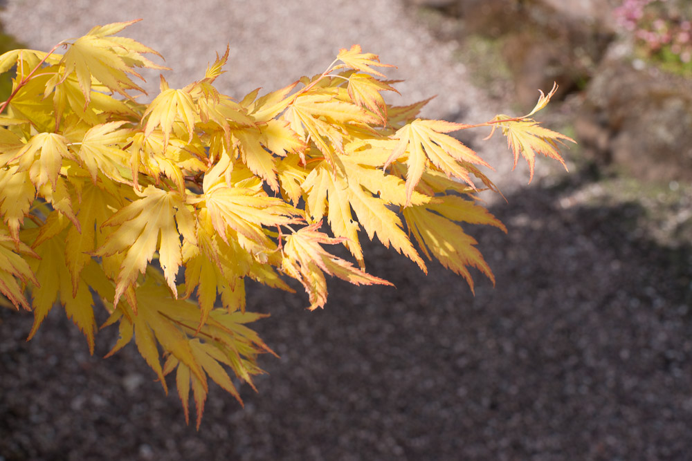 Ness Gardens