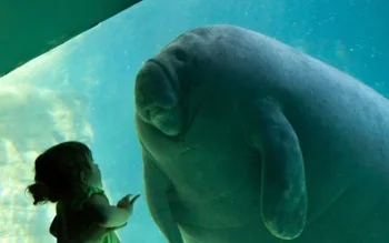 Aquarium-Manatee-Little-Girl-1024x640.jpg