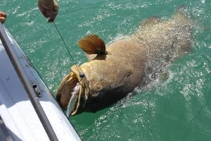 Big-Goliath-Grouper.jpg