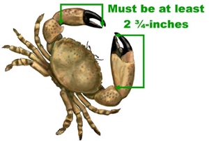 SaltFishMeasure_Stone_Crab_F.jpg