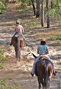 WSF_croom_horses.jpg