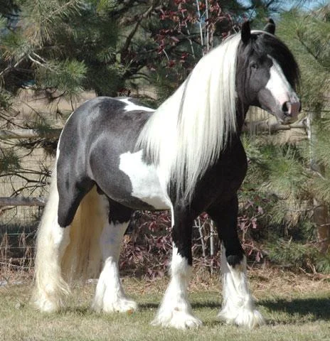 d7e575a7_34758_gypsy_vanner.jpeg