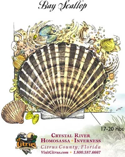 CIT_Educational_Scallop.jpg