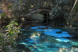 Juniper-Springs-Florida-1.jpg