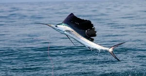 Fishing-in-Destin_zps9d45f1cf.jpg