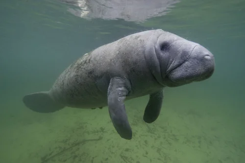 swimming_with_manatees.jpg