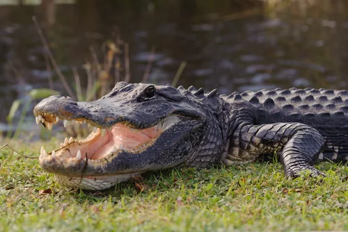 florida_alligator.jpg
