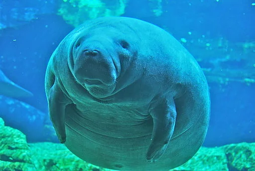 swimming_with_manatees_crystal_river_fl.jpg