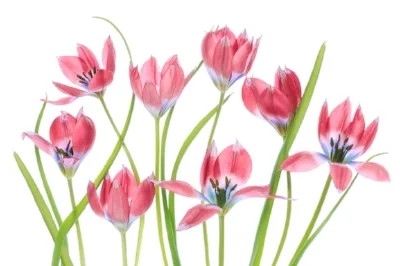 Flowers.jpg