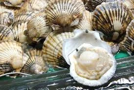 Scallops.jpeg