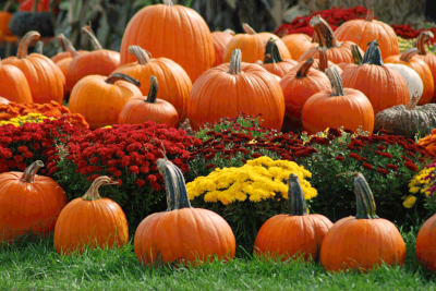 mums-and-pumpkins.gif
