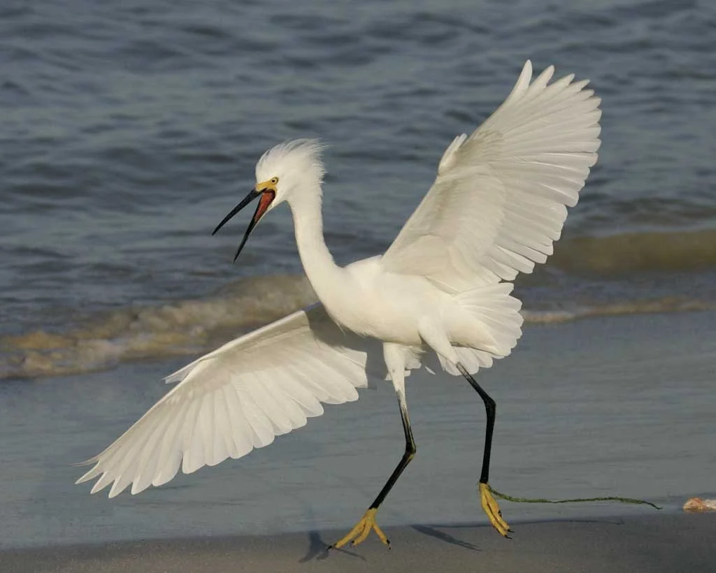 Snowy_Egret_m17-70-632_l_1.jpg