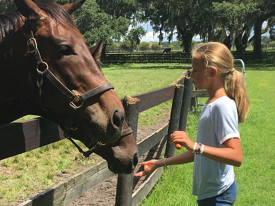 Horse Farm Tours Blog Villages Of Citrus Hills