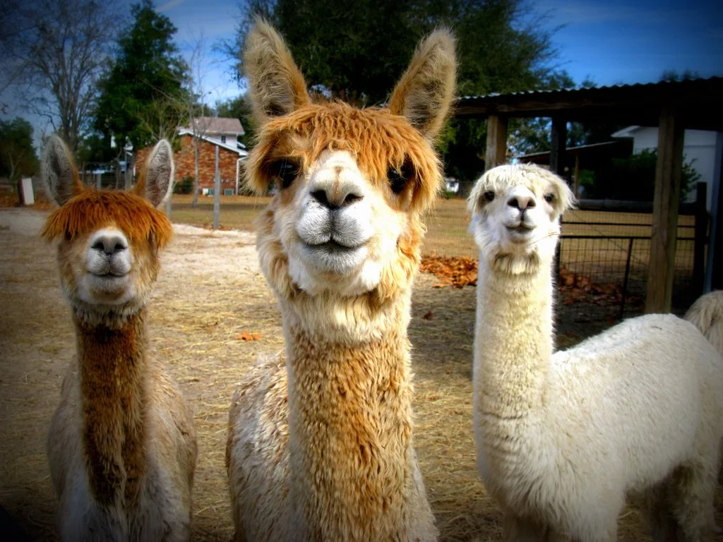 Alpaca Magic.jpg