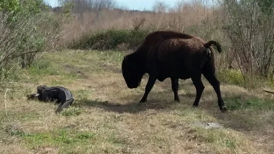 paynes-prairie-preserve.jpg