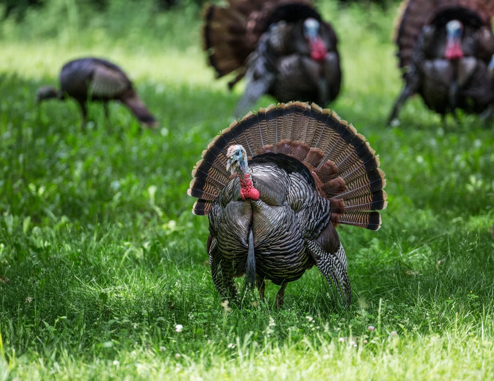 Wild Florida Turkey Unique Florida — Villages of Citrus Hills