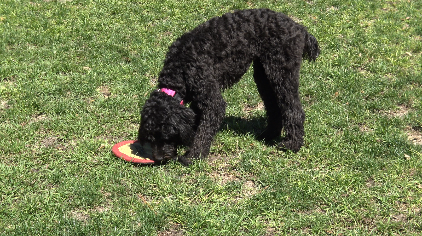 rockwood dog park.png