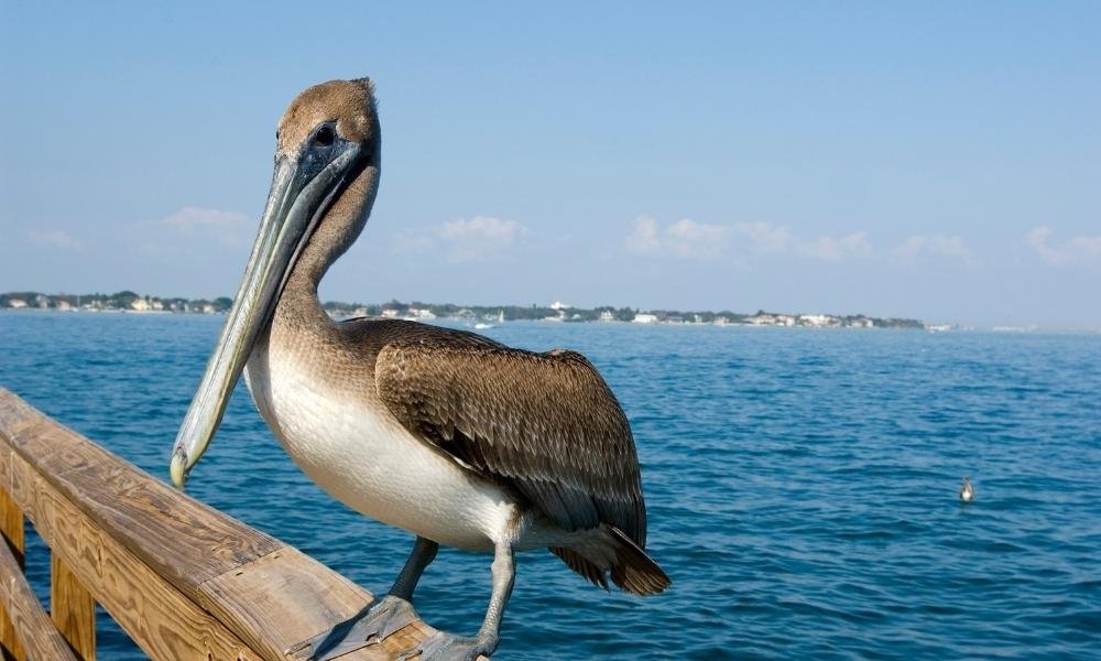 Pelican