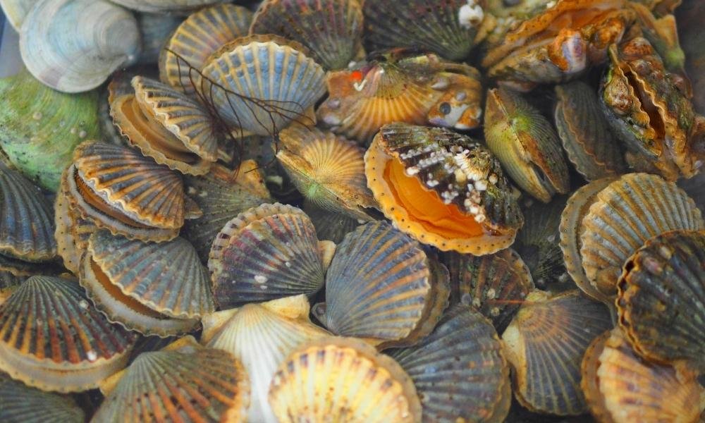 Bay Scallop Season