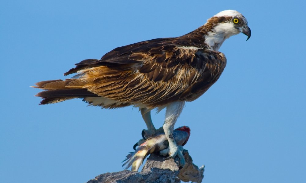 Osprey