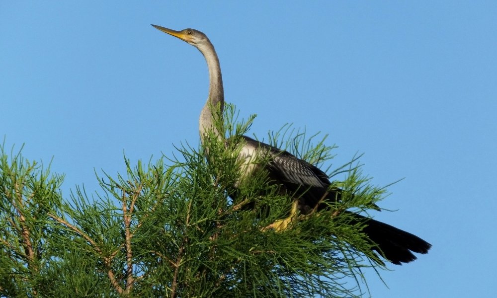 Anhinga